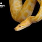 fases-de-dependencia