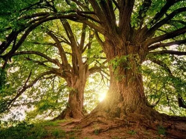 El árbol Afectivo Y Su Papel En Las Recuperaciones Adictivas