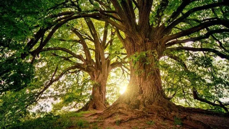 Las plantas sagradas en las experiencias cúlticas