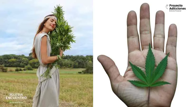 El Cannabis y su Influencia…